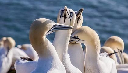 星空娱乐官方APP下载入口-CBA休赛期 各队引援补强冲击季后赛