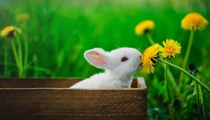 Xingkong yule-亚足联取消2020亚冠技术积分 确保席位分配公平